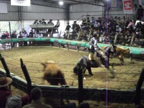 Caballos Criollos - Expo Otoño 2017