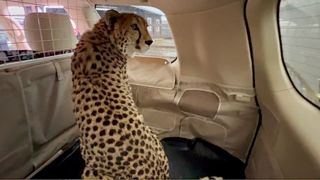 Герду отвезли в местный зоопарк! Реакция гепарда на новую поездку на машине! 