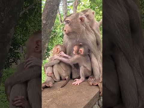 Sweet Monkey Family Laury and Laura #monkeyvideo #animalshorts #babymonkey #cute