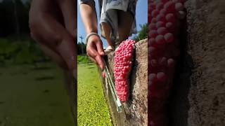This girl found apple snails eggs.