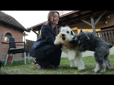 Moj savršeni ljubimac ep. 281 04.11.2024. Odgajivačnica "Cleas canis", patuljasti šnauceri, I deo