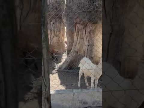 🇦🇷Naturaleza Viva *5 #naturaleza #argentina #shorts #granja