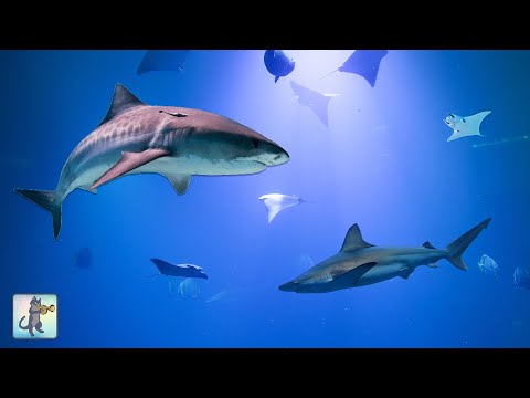 Shark Aquarium! 4K 🦈 Relaxing Aquarium Music with Sharks, Manta Rays & Ocean Fish