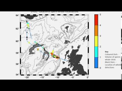 multiple loud sperm whale clicks recorded in the North Atlantic