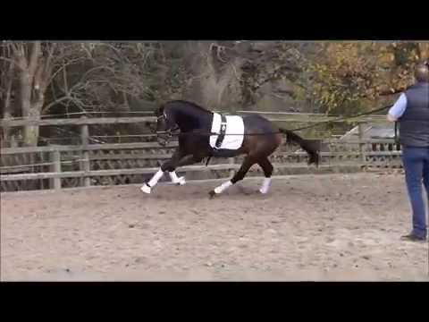 Diamond Magic v. Dimaggio