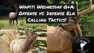 Offensive vs. Defensive Elk Calling | Wapiti Wednesday Q&amp;A