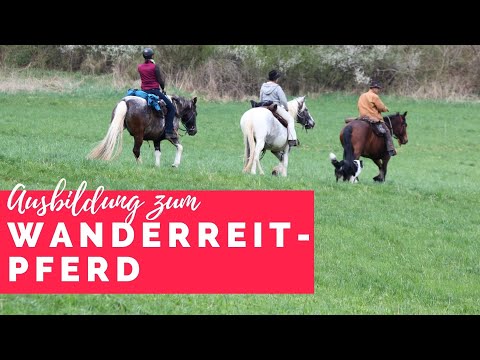Ausbildung zum Wanderreitpferd - das musst du beachten!