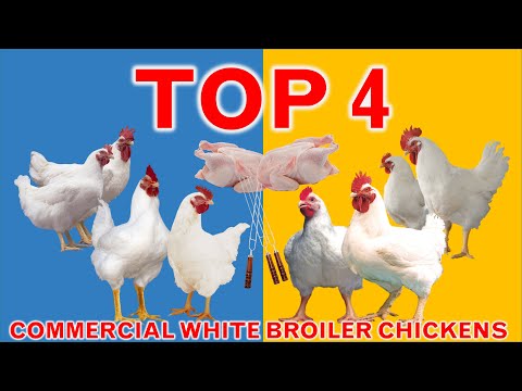 , title : 'Top 4 Commercial Broiler Chicken Strains | 45 Days | Broiler Strains'