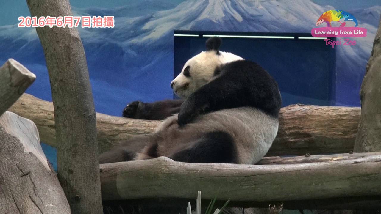 [影] 圓仔將有弟弟妹妹？動物園：一個月內揭曉