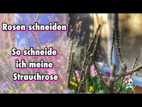 Rosen schneiden Frühjahr ( Strauchrose ) So schneide ich meine Rosen