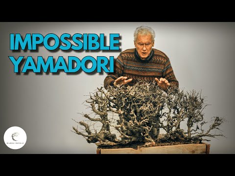 Walter Pall's SECRET to Taming IMPOSSIBLE Yamadori Bonsai Material