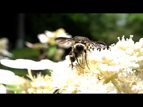ノリウツギの花に集まる甲虫