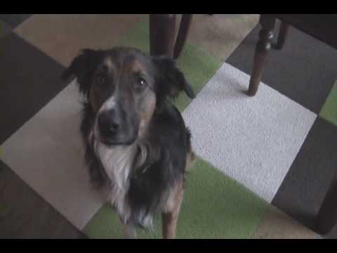 Complete Sentences | Smartdogs' Weblog