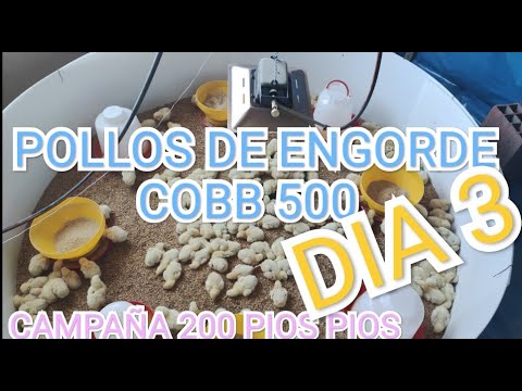 , title : 'POLLOS DE ENGORDE COBB 500 (200 pollitos) DIA 3'