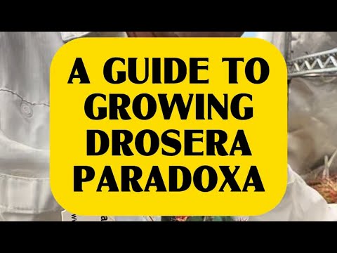 A Guide to Growing Drosera paradoxa