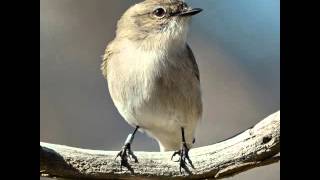 Suara Kicau Burung JACKY WINTER Untuk Masteran Burung Apa Saja Mantab