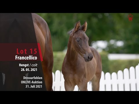 Onlive-Auktion Dressurfohlen Lot 15 Francellico Hengst v. Fürst Zonik PS - Rubin Royal