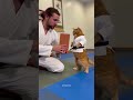 Karate Cat Has Unlocked The Aerial Kick Ability