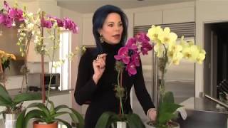 Fabulous (occasionally fake) Orchids