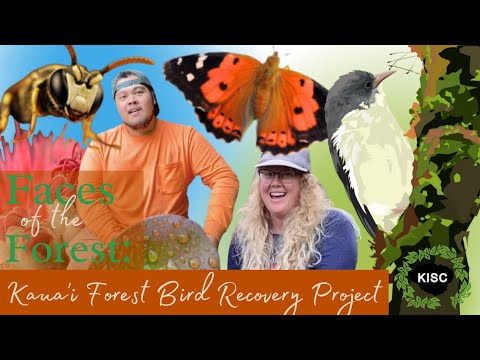 Faces of the Forest #4: Kaua'i Forest Bird Recovery Project