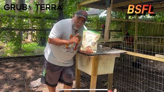 #GRUBTERRA - The Nutritional Value Of Black Soldier Fly Larvae