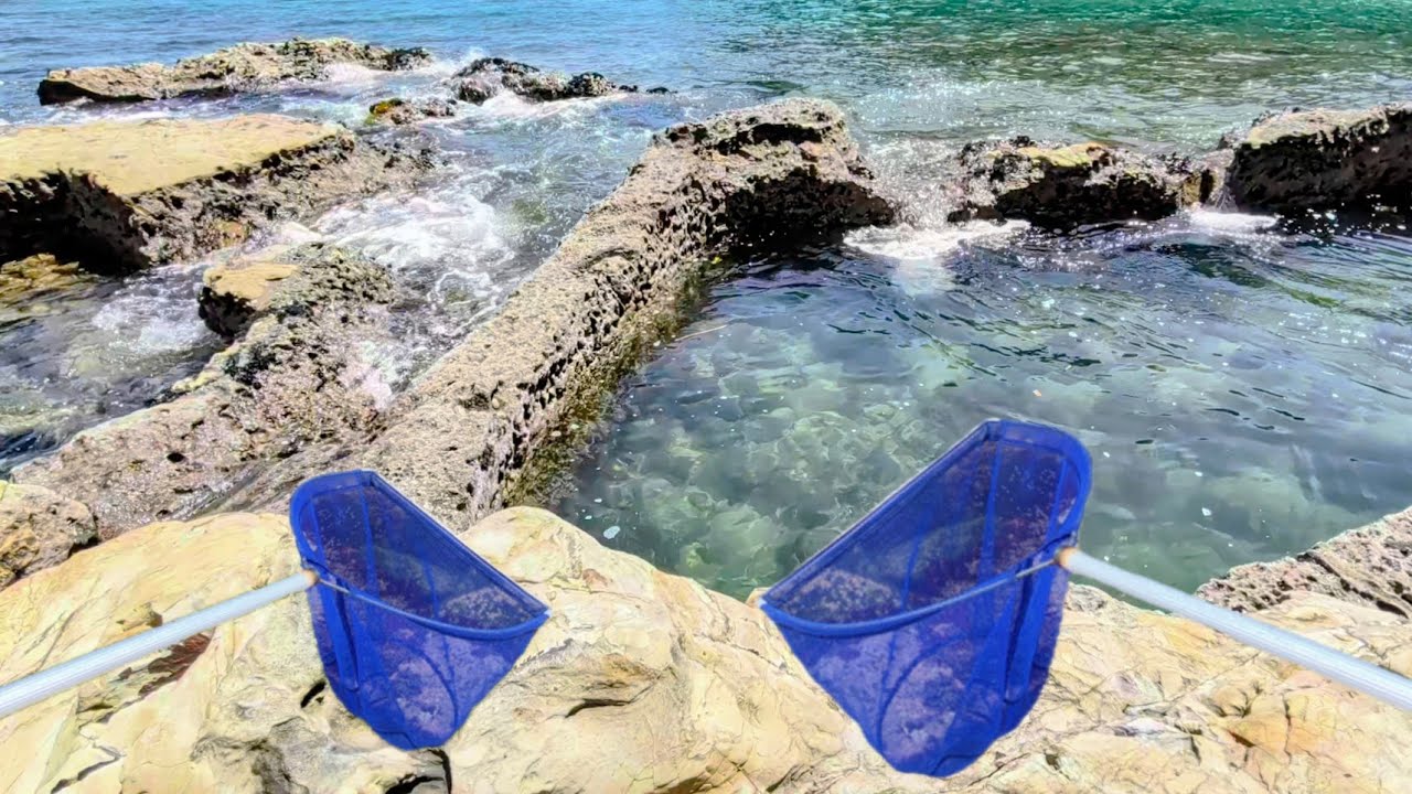 台風後の海でガサガサしてみた【死滅回遊魚採集】