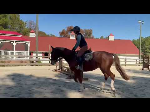 Focus Tachor Z video 5