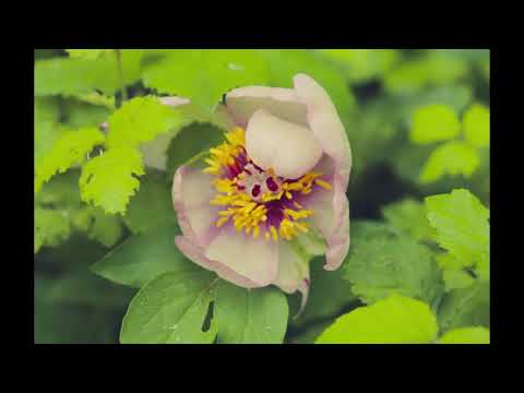 Flora e Fauna delle Madonie Foto F.Toscano