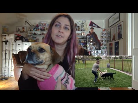 Pick of the Litter Official Trailer REACTION (Disney+)