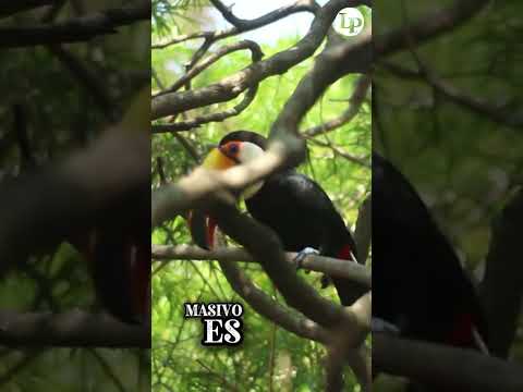 Tucán Toco: El Pico Gigante 🦜