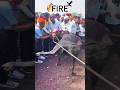 FIRE Maharashtra बैलगाडा Bailpremi Bailgada Bailgadasharyat