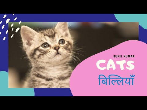 Cats | बिल्लियाँ || Sunil Kumar
