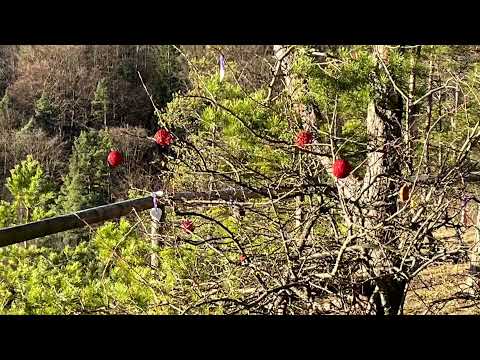 Frühling im Dezember