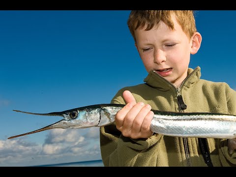 NY VIDEO: SÅDAN FANGER DU HORNFISK