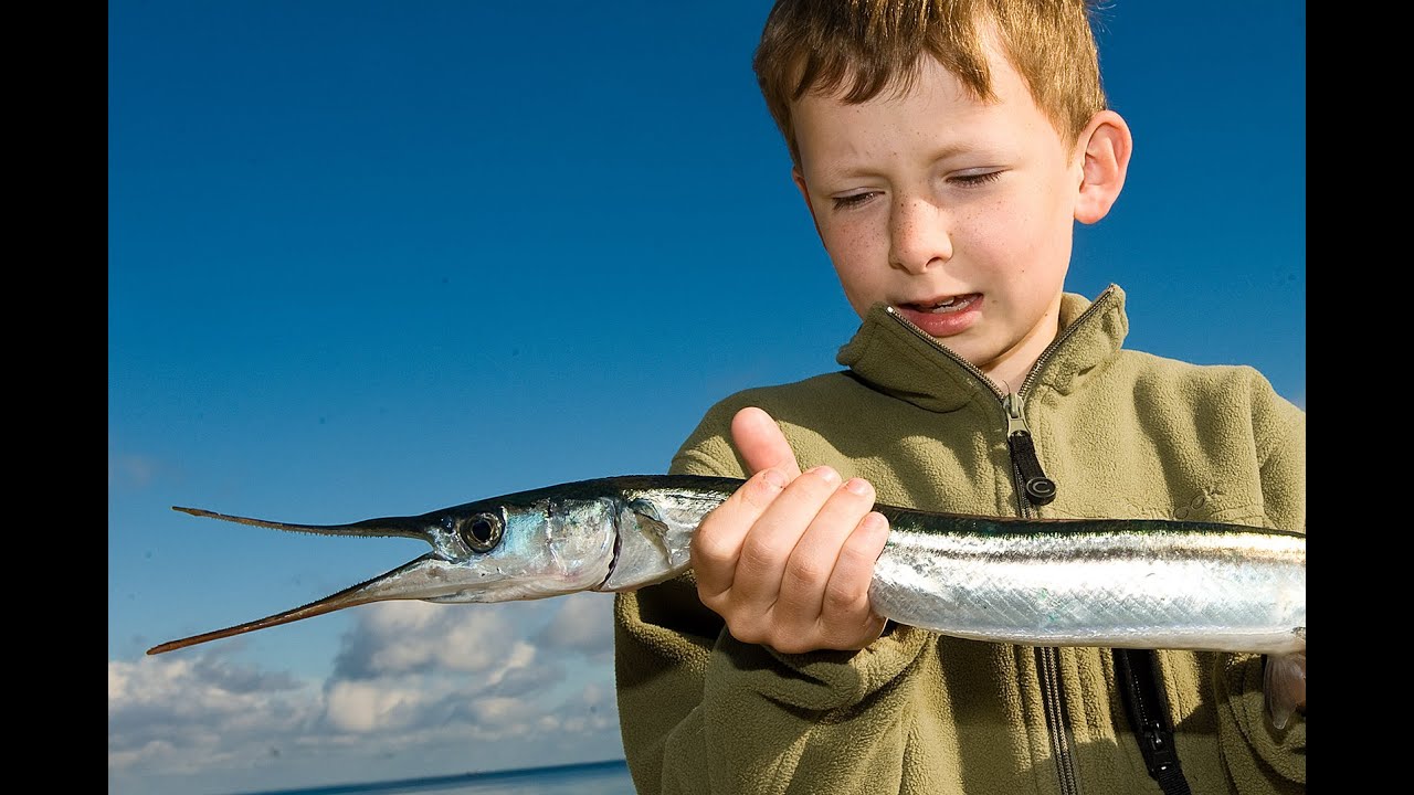 NY VIDEO: SÅDAN FANGER DU HORNFISK