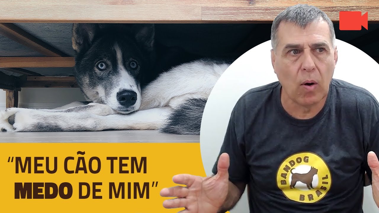 "Meu Cão Tem Medo de Mim".