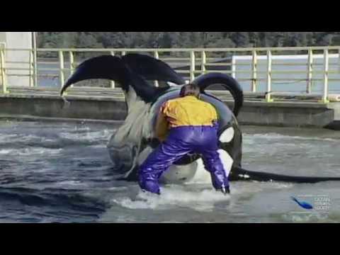 SeaScope 52 Q&A Keiko Homeward Bound