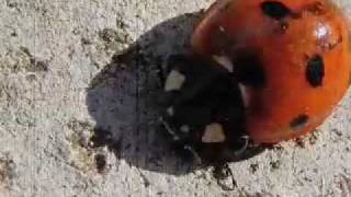 life like weeds   modest mouse