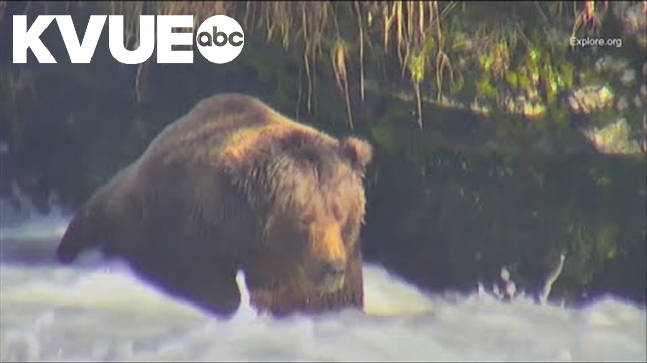 Fat Bear Week is back again