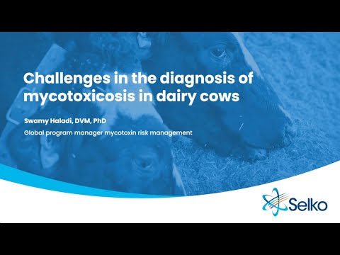, title : 'Challenges in the diagnosis of mycotoxicosis in dairy cows | Selko Feed Additives'