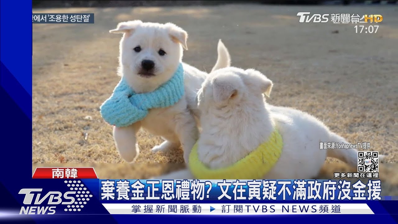 棄養北韓國寶?文在寅欲棄「金正恩禮物」豐山犬