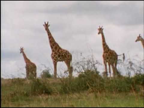 The Jacques Cousteau Odyssey 1 of 6 The Nile