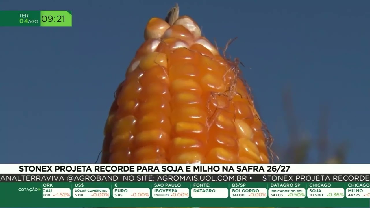 Milho: reta final da colheita traz cenário desigual entre as regiões