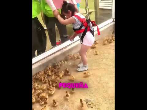 La Bajaron al Nido con una Soga Para Que Escogiera un Pollito… y Salió con Uno en Brazos 😄