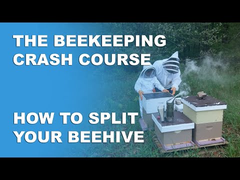 , title : 'Splitting And Combining Hives - Beekeeping Basics Part 8 - Beekeeping Crash Course'