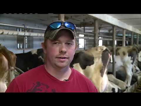 News 8 Investigates - America's Dairyland: Farmers try something new amid bankruptcies, closures
