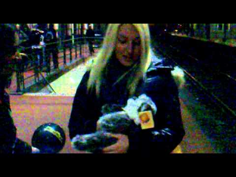 Salvatore l'orsetto lavatore