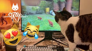 Cats Watching Stray! 😹 FUNNY Compilation 😹 | Cute cats LOVE watch their hoomans play this game!