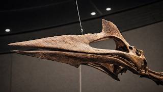 9 Fósseis de Animais Pré-Históricos que Dominavam os Céus Primitivos – Documentário