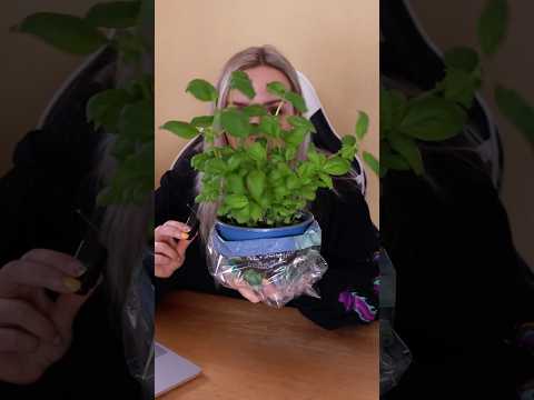 Endless Basilikum Glitch ✨🌿 #basilikum #küchentricks